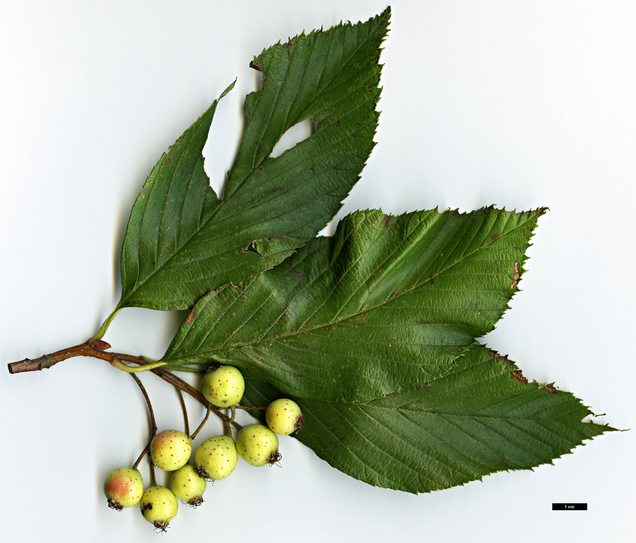 High resolution image: Family: Rosaceae - Genus: Sorbus - Taxon: ambrozyana